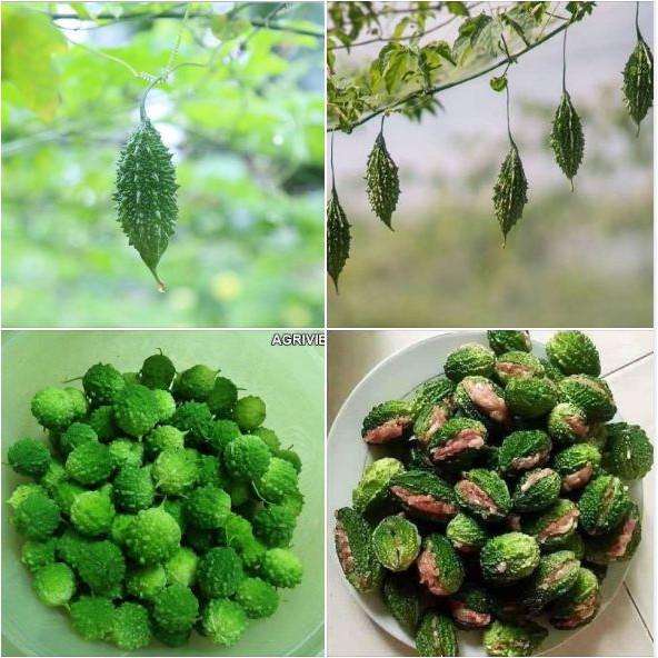 Combo 4 gói khổ qua -Kèm gói kích mầm