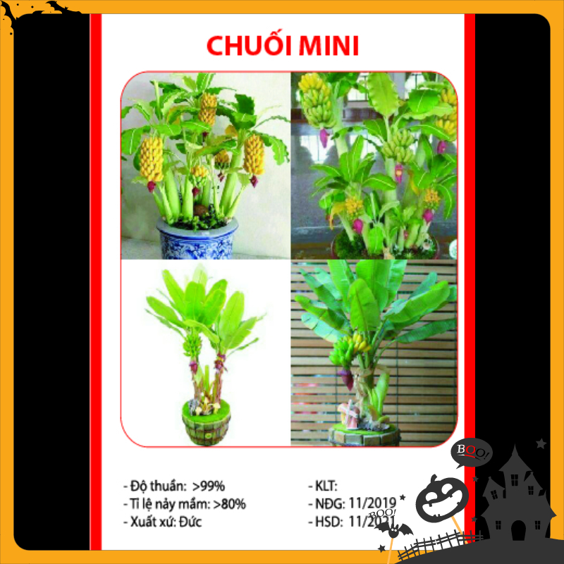 01 Gói Hạt Giống Chuối Mini - Nảy Mầm Cực Chuẩn