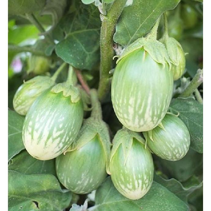 Hạt giống Cà Trứng Rồng Mã Lai/gói 0.3gram-tặng kèm gói phân bón lót