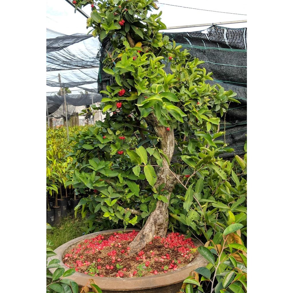 Cây mận Hoàng Yến