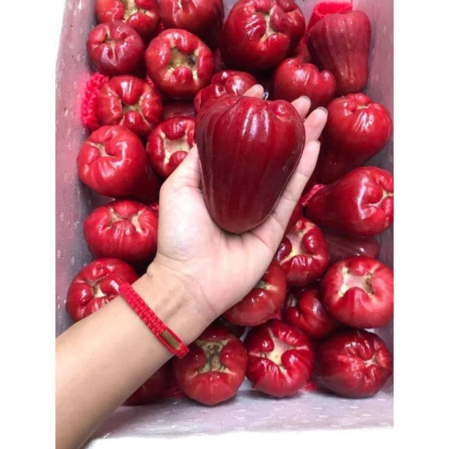 Sản phẩm ROI ĐỎ THÁI KHÔNG HẠT