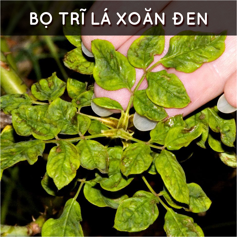 Dầu neem hữu cơ DOCNEEM, chai 50ml, phòng trị sâu bệnh hoa hồng, phong lan, cây cảnh, dầu neem oil nguyên chất ép lạnh