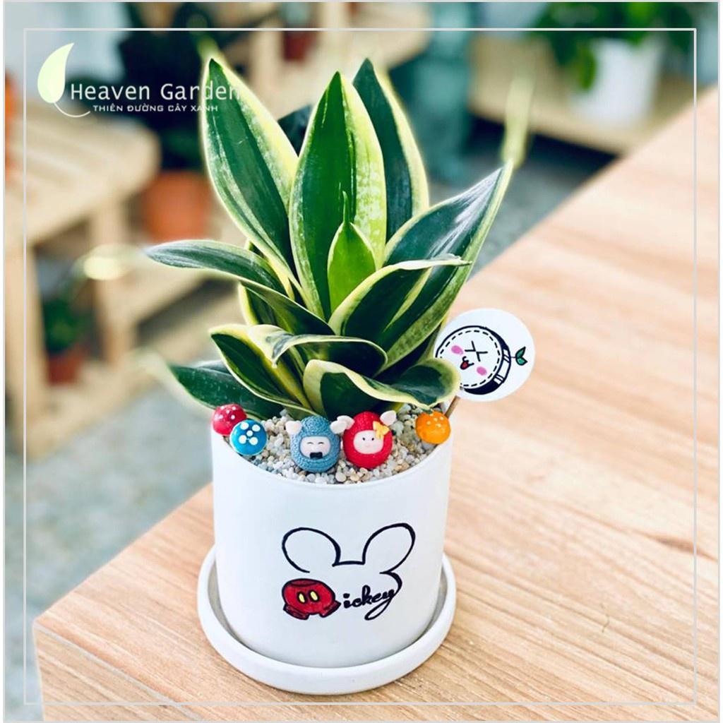 CHẬU LƯỠI HỔ LỚN/CHẬU ĐỂ BÀN/VĂN PHÒNG/CÂY PHONG THỦY