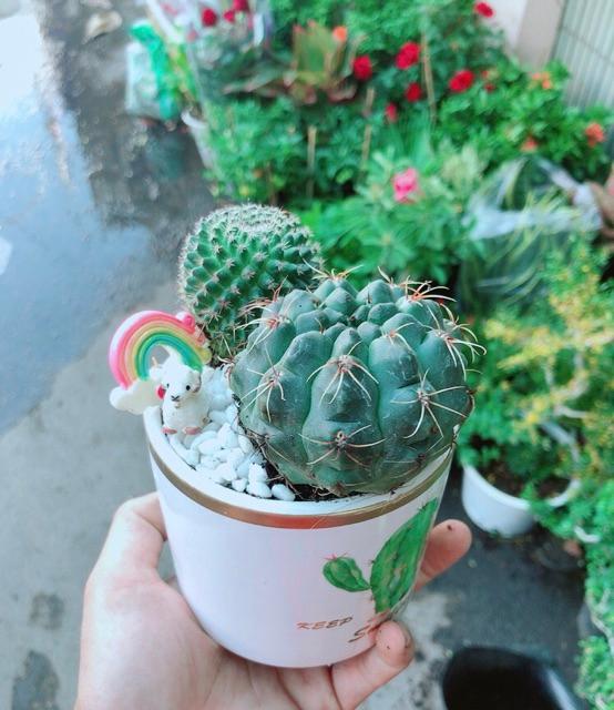Chậu Xương Rồng Tiểu Cảnh Mini