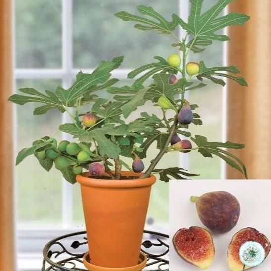 CÂY GIỐNG SUNG NGỌT LÙN MỸ - cây nguyên bản
