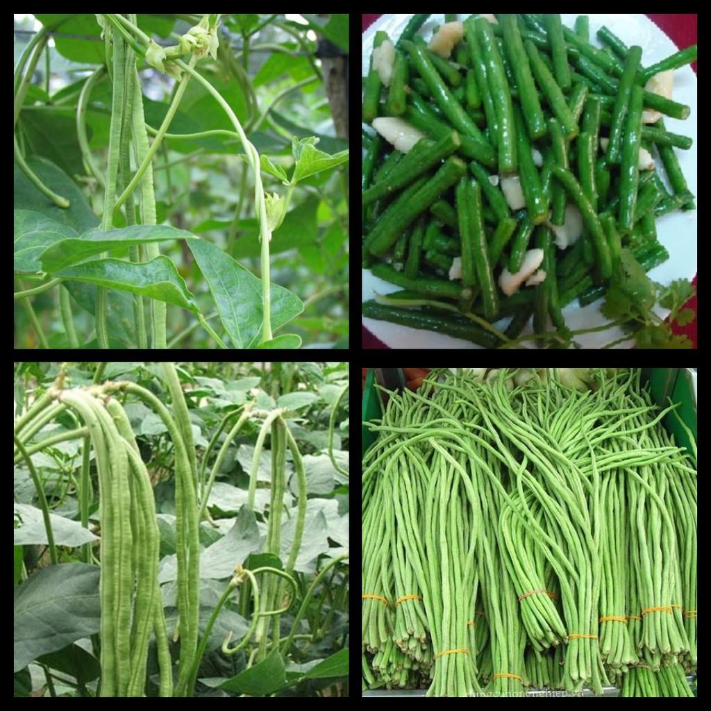 Hạt giống đậu đũa xanh cao sản