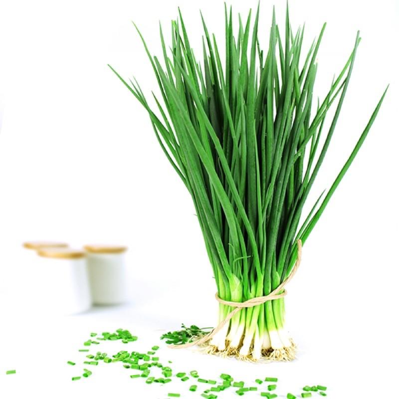 Hạt giống Hành Hương Cao Sản - Hành lá