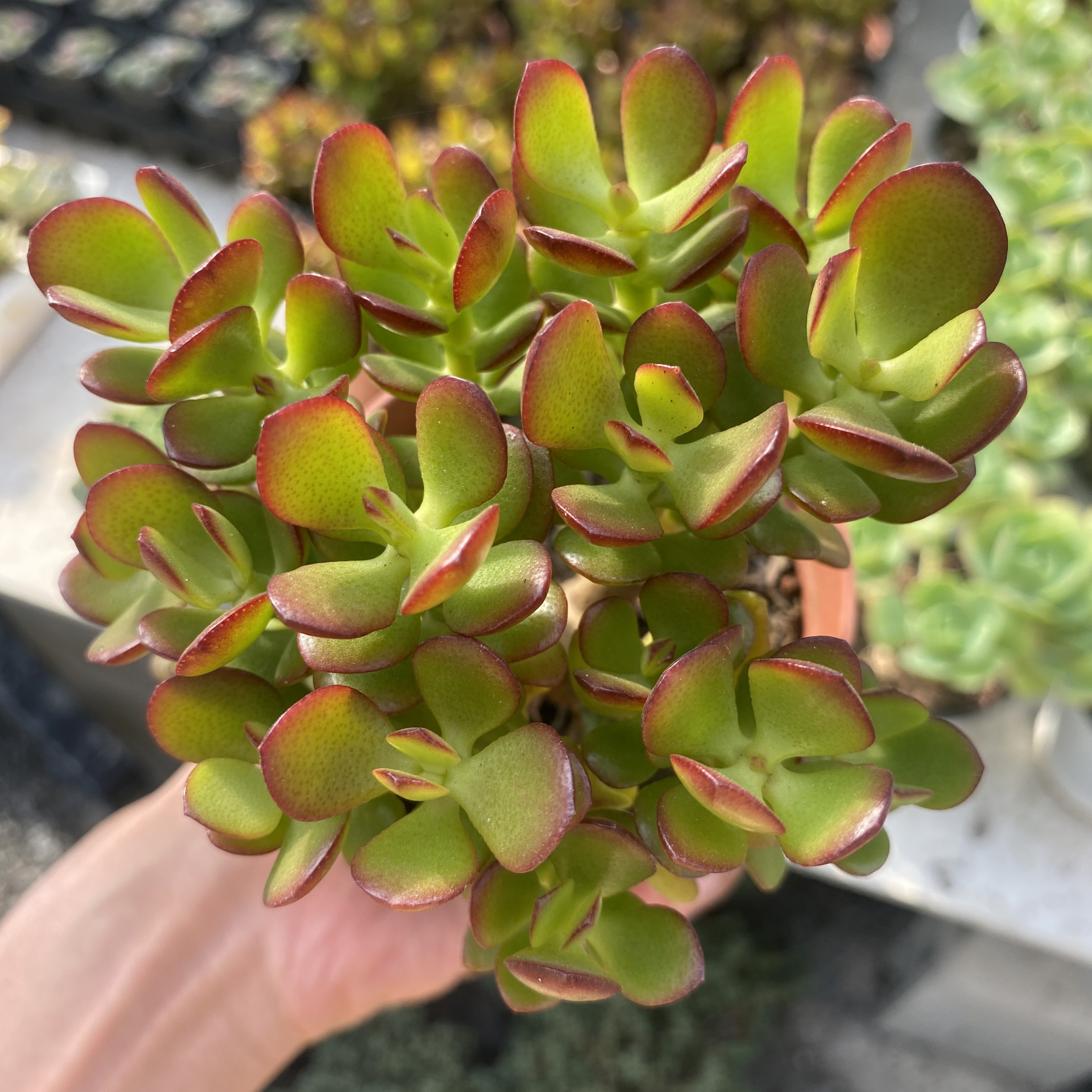 Sen đá Cánh Bướm kèm chậu-18cm