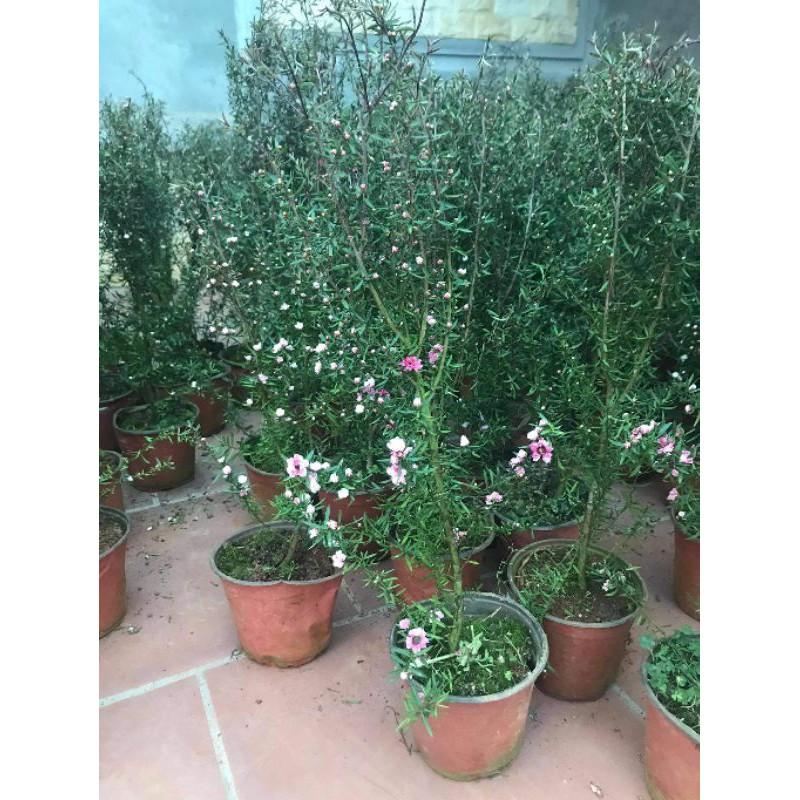 Nhà em về lô tùng tuyết mai ...