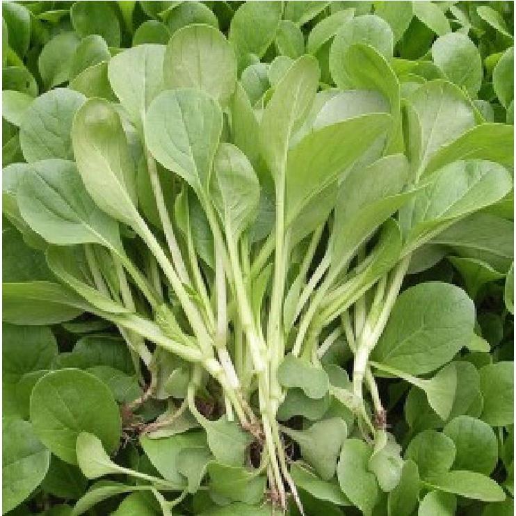 Hạt giống rau cải ăn non baby - Gói 1kg