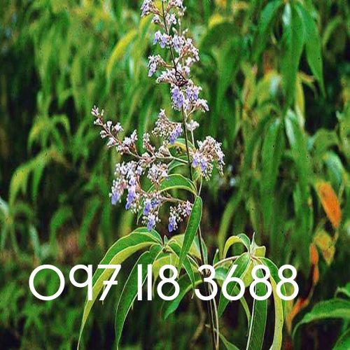 01kg lá ngũ trảo khô hàng thượng hạng. Lh 097 118 6 88