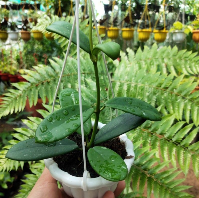 Chậu cây cẩm cù Hoya Diversifolia