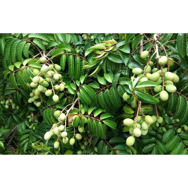 CÂY GIỐNG CÂY TRÁM XANH