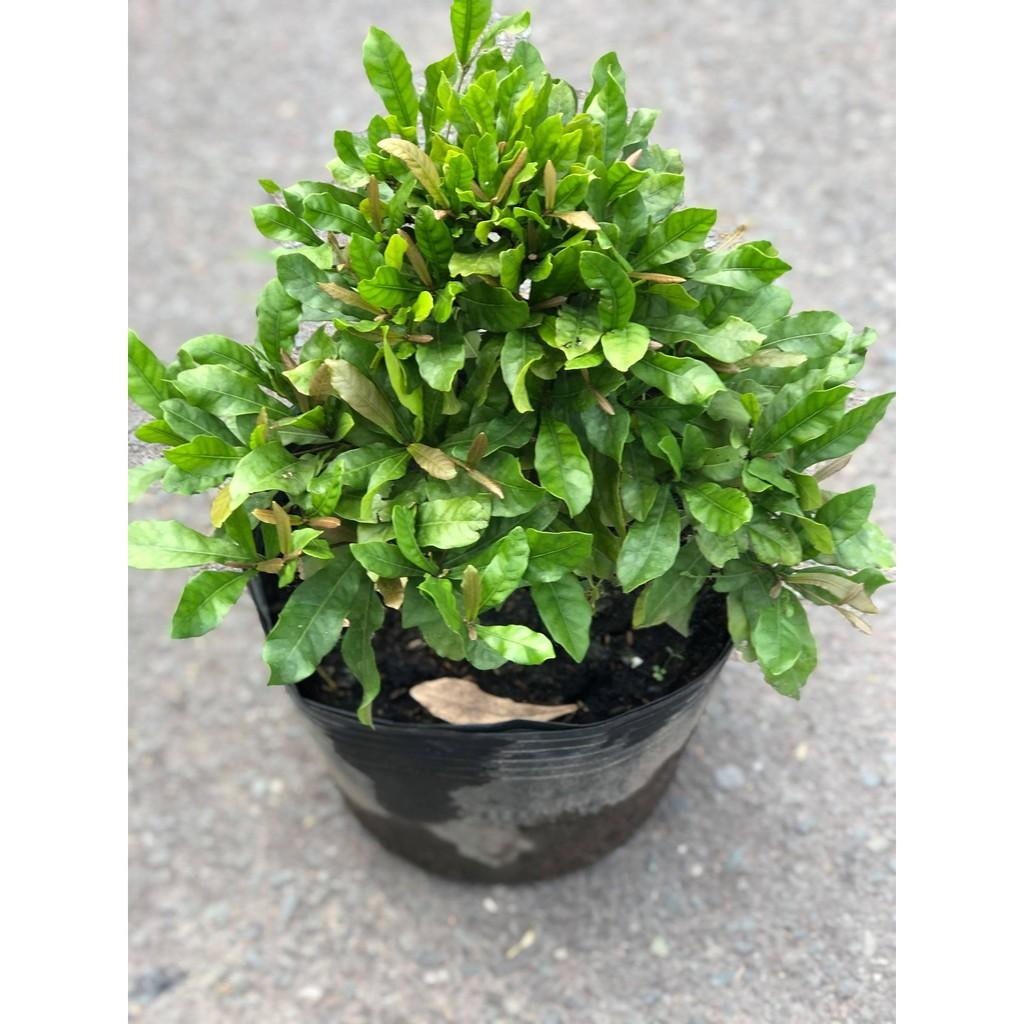 Cây Thần Ký gốc to tán rộng cao 60 - 70 cm đã cho trái