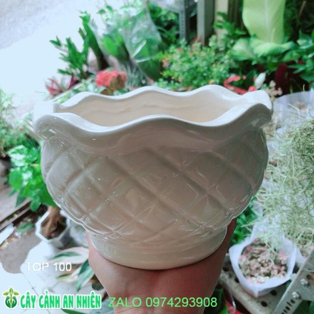 Chậu Trồng Cây