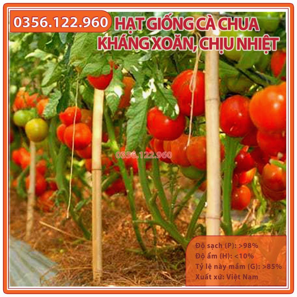 Hạt giống Cà Chua kháng xoăn chịu nhiệt, năng suất, chất lượng - gói 0,3g