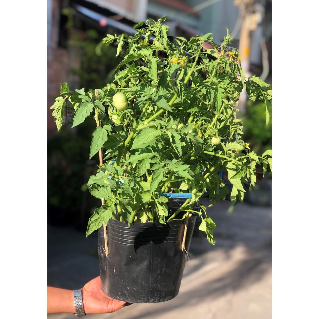 Chậu cây cà chua vô hạn đang có trái chỉ giao tại TP. Hồ Chí Minh