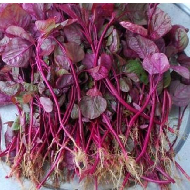 Hạt giống rau dền đỏ cao sản dễ trồng - 1 gói 20gr