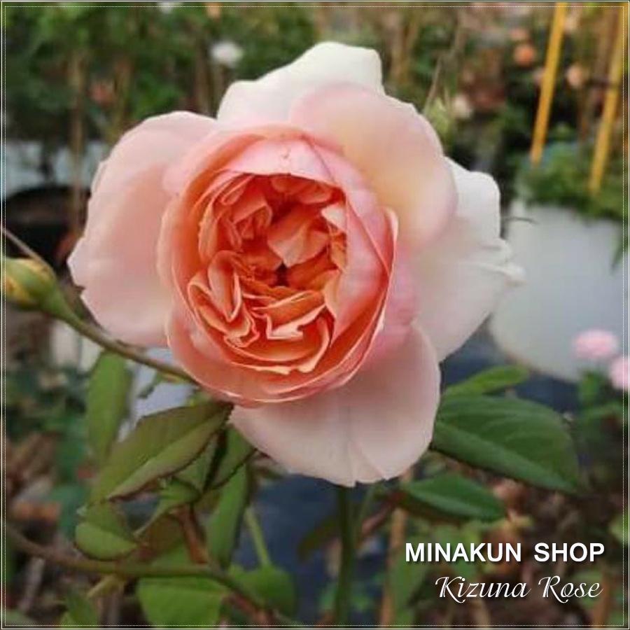 Hoa hồng ngoại Kizuna Rose cực đẹp