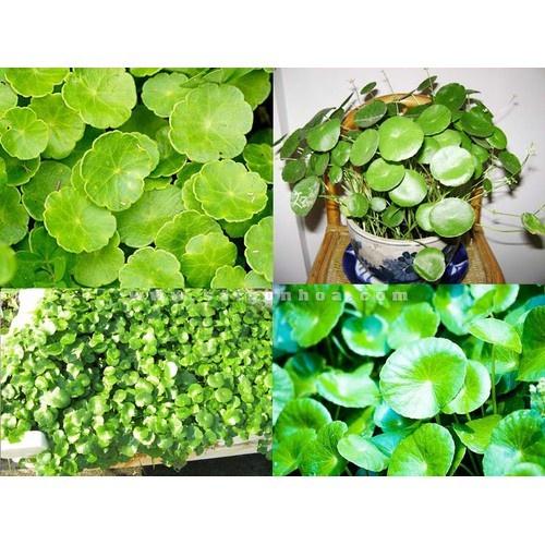 1kg rau má ta tươi,sạch tự nhiên nhà trồng