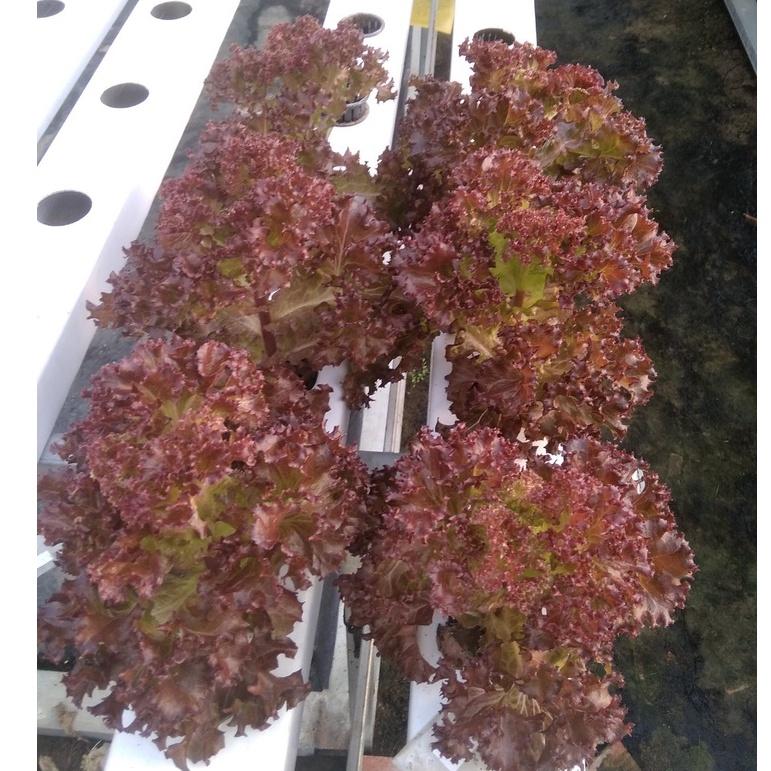 2gr Hạt giống Xà Lách Tím Lettuge Red Sun