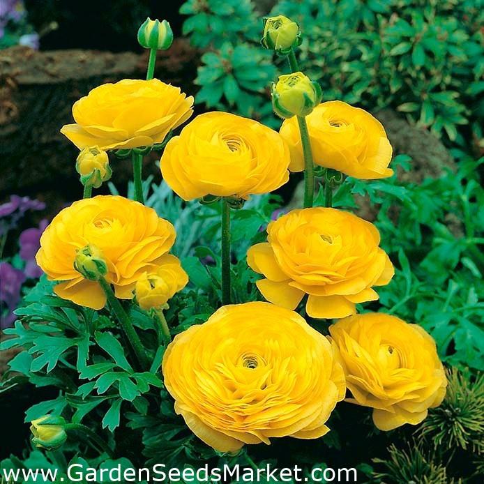 Củ hoa hoa hồng mao lương vàng đậm
