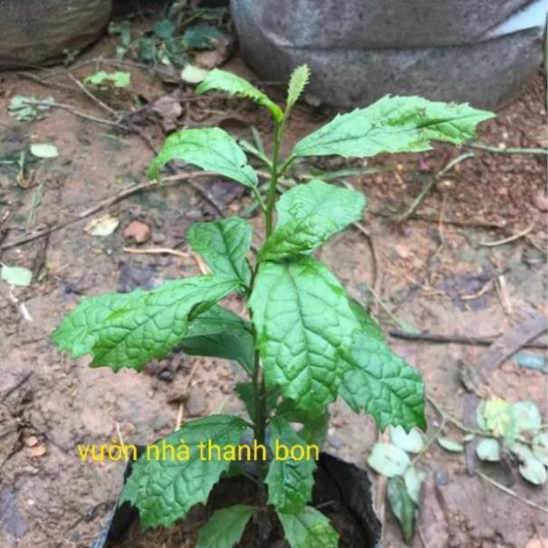 Sản phẩm Cây giống xạ đen