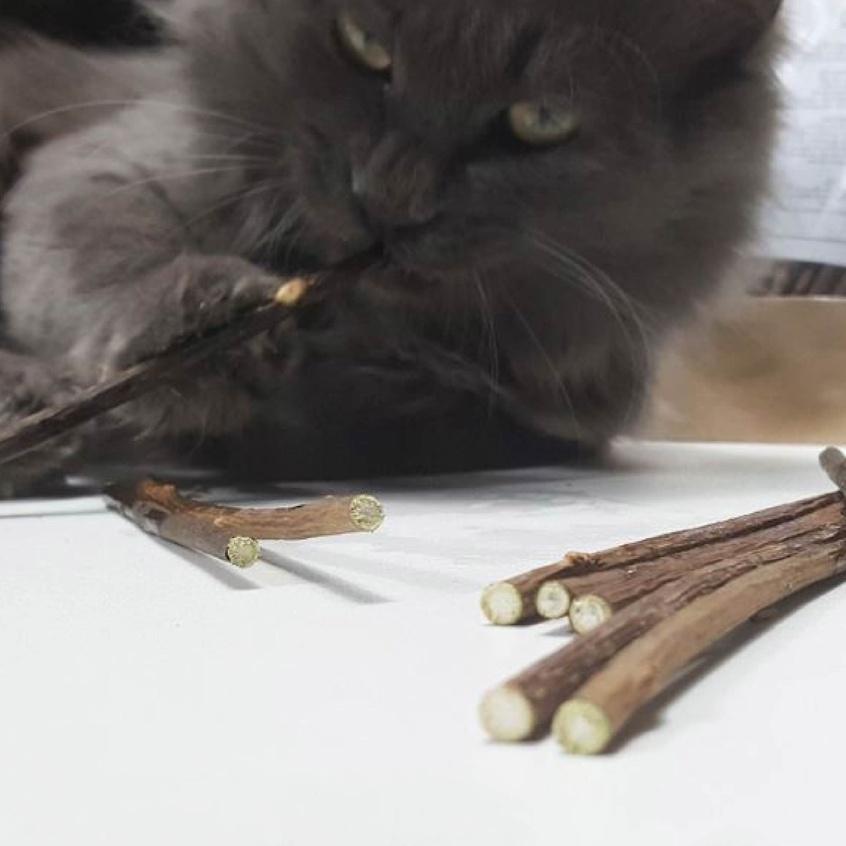 Que catnip phê pha cho mèo giúp bé giảm stress