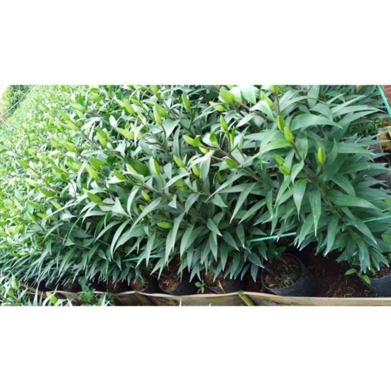 COMBO 20 CỦ GIỐNG HOA LY CAO HÀ LAN NHẬP KHẨU MIXX MÀU