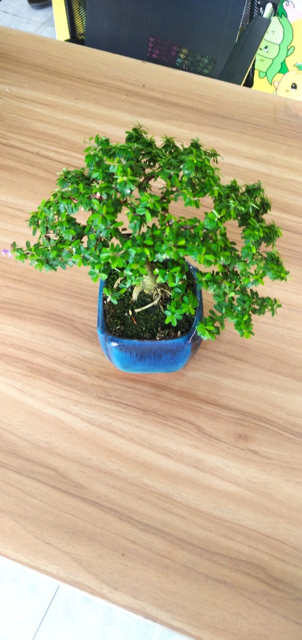 Cây Linh Sam Bonsai Mini Cây nhỏ - Chưng bàn làm việc-Phong Thủy