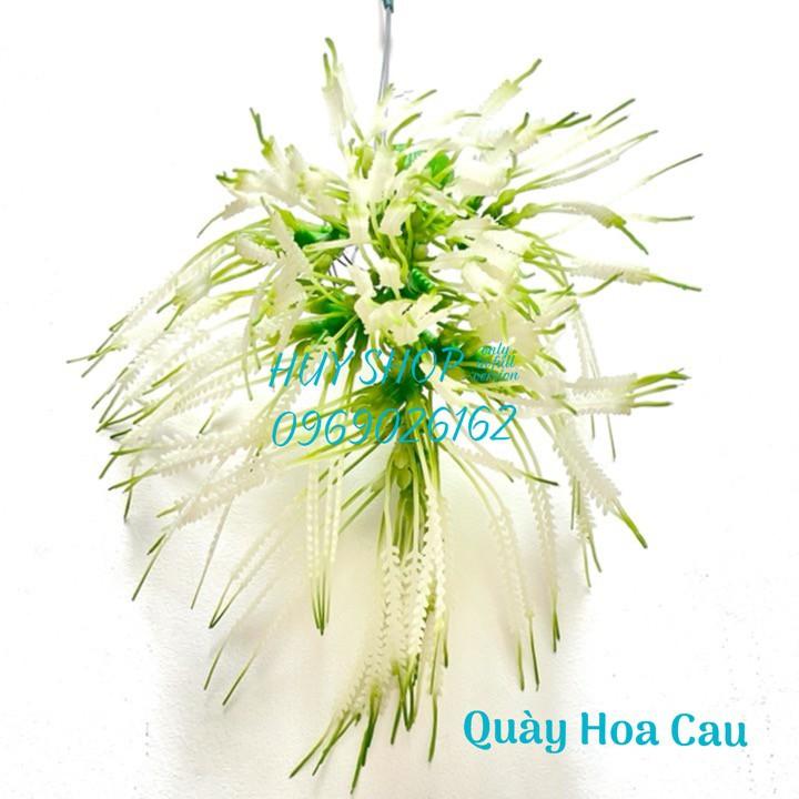 COMBO DÂY TRẦU QUÀY HOA - TRÁI CAU