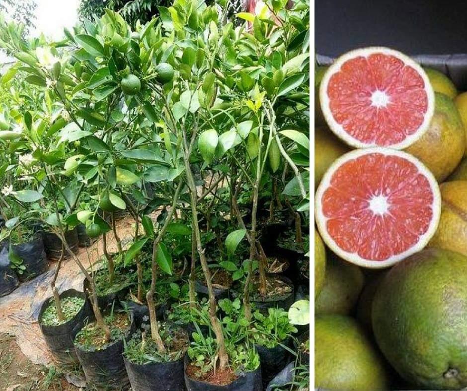 CÂY GIỐNG CAM CARA KHÔNG HẠT