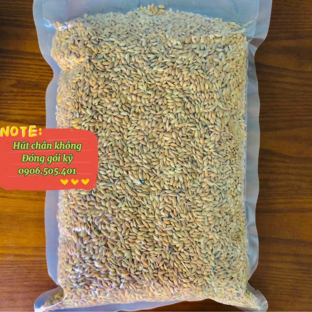 Lúa tiêu ruột đỏ, thức ăn yêu thích chim cu gáy 1kg