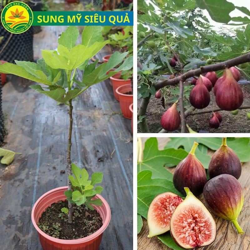 Cây giống sung lùn mỹ, giống sung quả to, siêu ngọt không bị chát, giống cao 40cm cho sau sau 6 tháng trồng