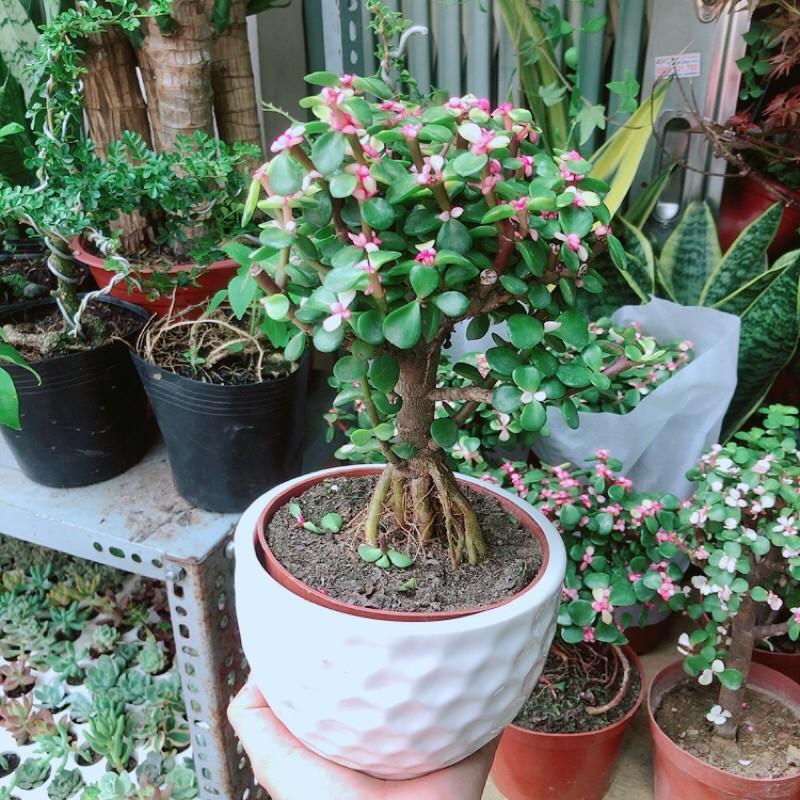 Chậu Cây Cành Vàng Lá Ngọc