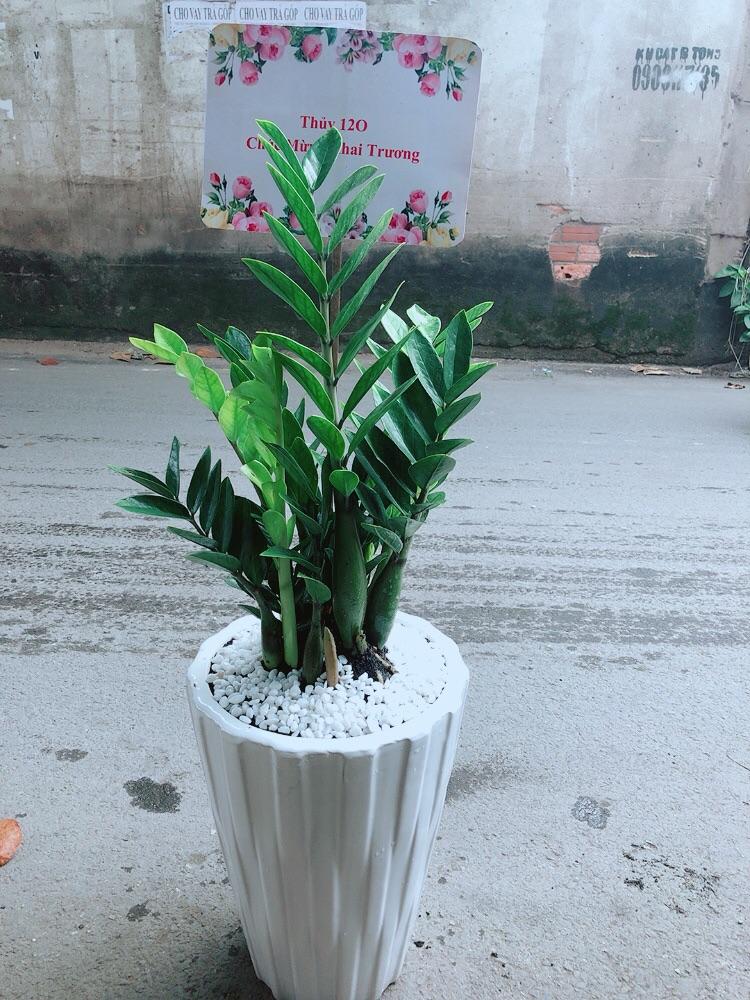 Chậu Cây Kim Phát Tài