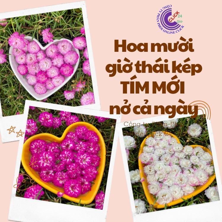 Combo Hoa Mười Giờ Thái Kép Màu Tím Mới Siêu Đẹp Dễ Trồng Hoa Mười Giờ Bonsai & Phụ Kiện