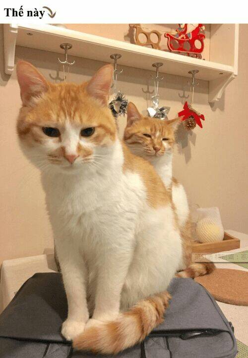 đại thánh và tiểu yêu chapter 50 24