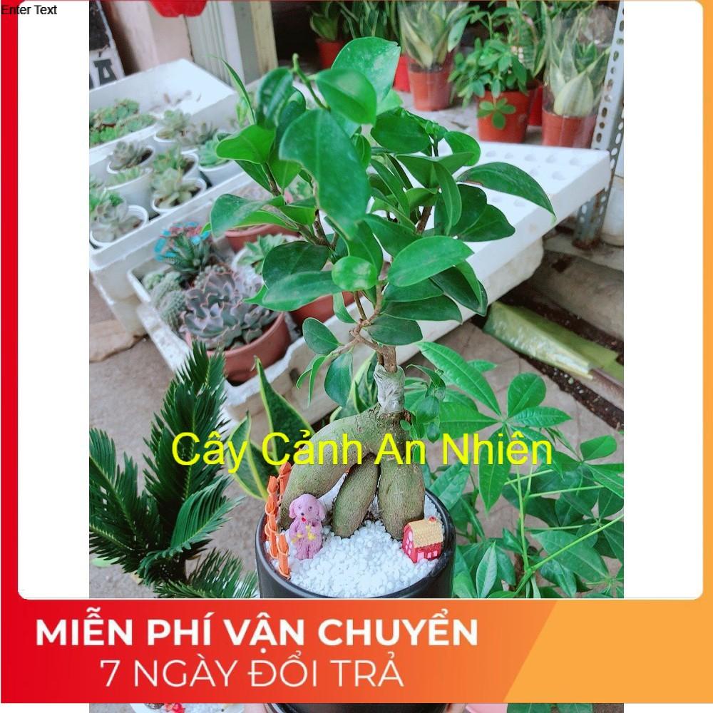 Chậu si bonsai tiểu cảnh