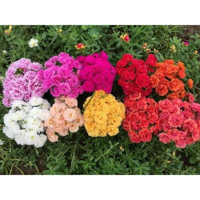 Hoa 10h 20 nhánh đủ màu