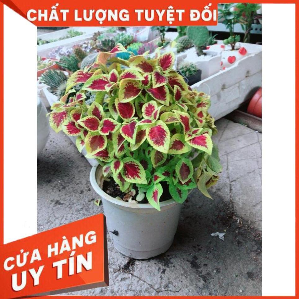 Chậu Cây Lá Gấm vàng đỏ Nhiều Người Mua
