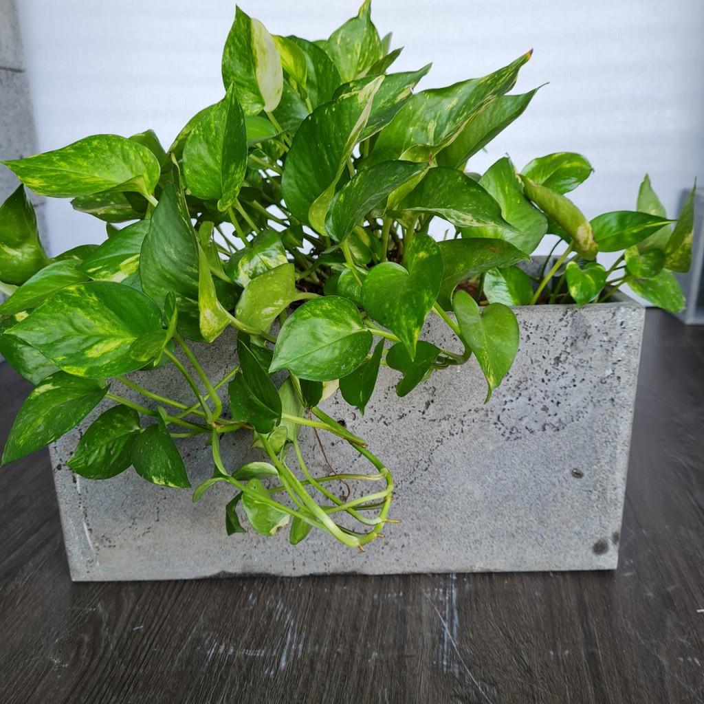 Chậu hình chữ nhật dài 30cm trồng cây treo tường, ốp tường ban công treo giếng trời bằng đá ong xám KT S10xC15xD30cm