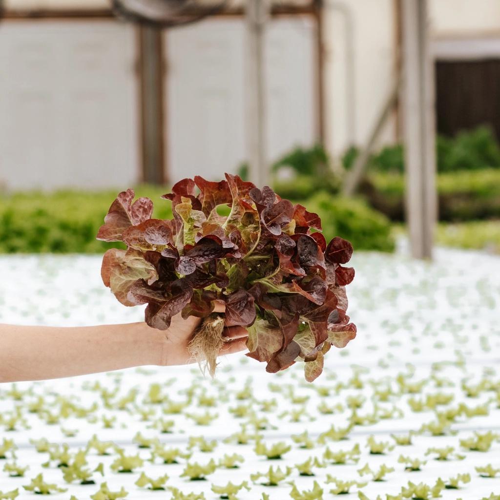 Hạt giống xà lách lá sồi tím Oakleaf 933 - Chịu nhiệt tốt