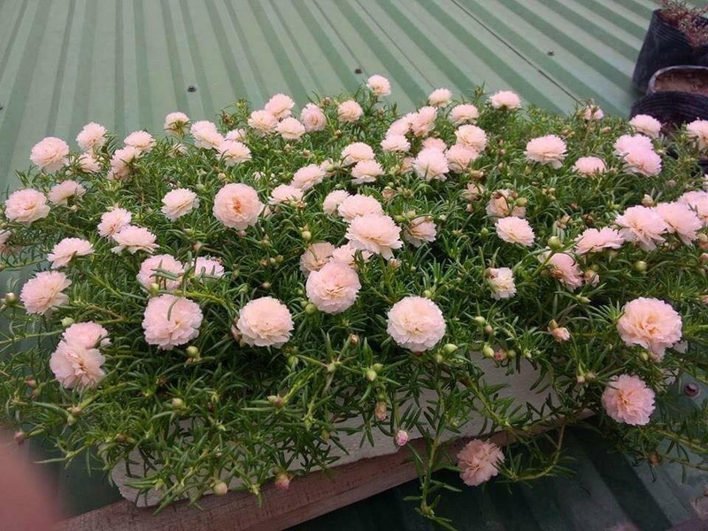 Combo 02 Gói 100 Hạt Giống Hoa Mười Giờ Kép Nhiều Màu - Tặng Kèm Phân Bón