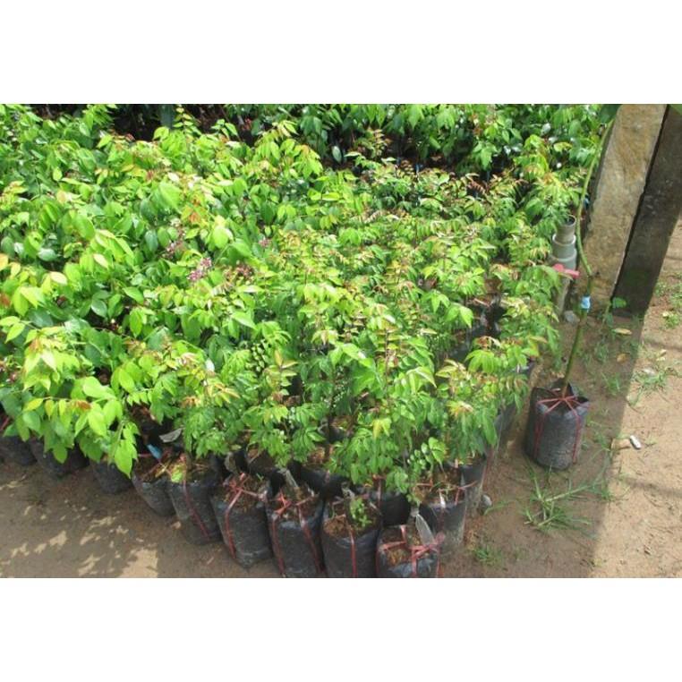 KHẾ NGỌT siêu quả, NGỌT THƠM - hàng cây giống F1