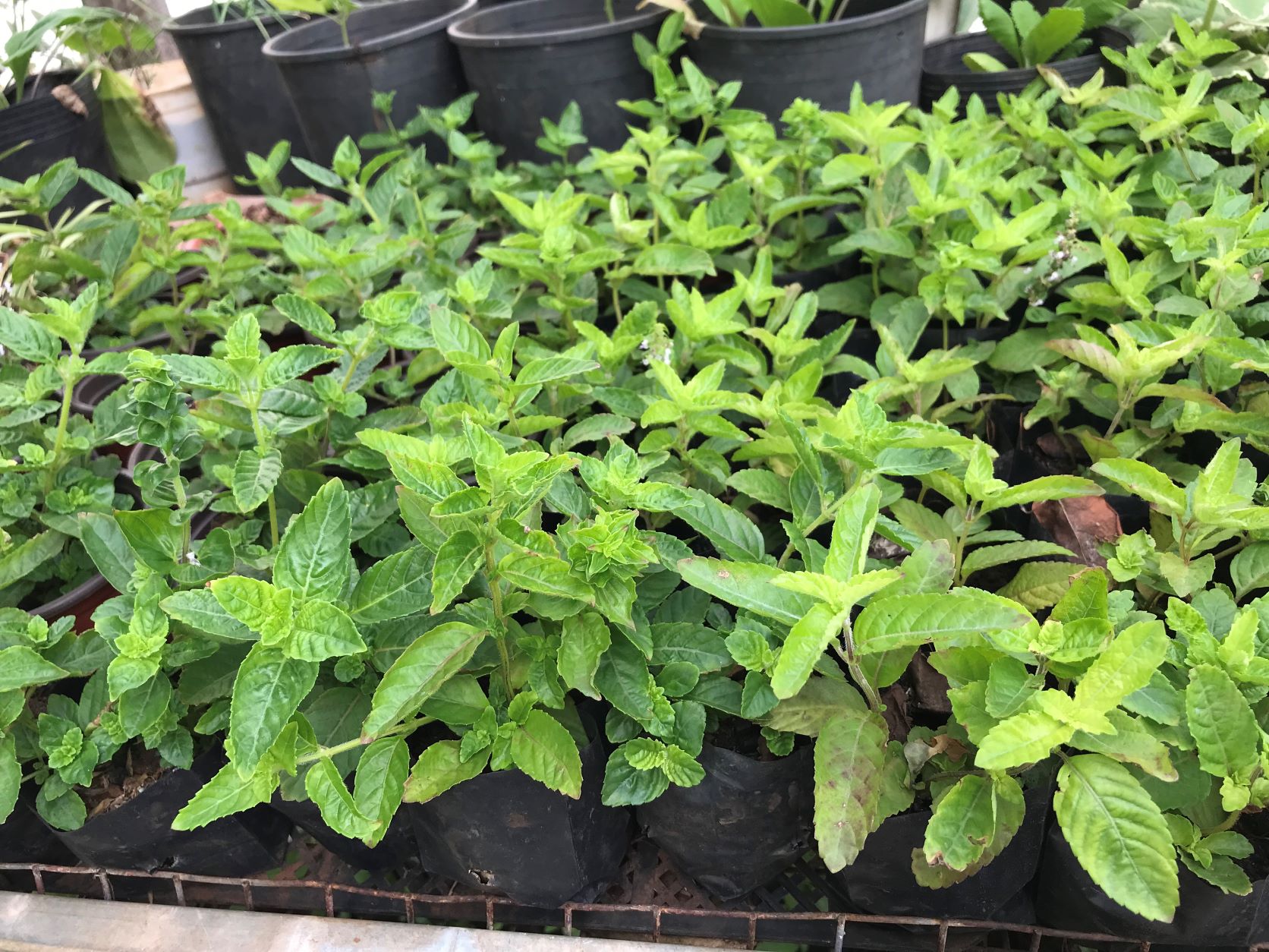 Hạt giống cây sương sáo- gói 100 hạt