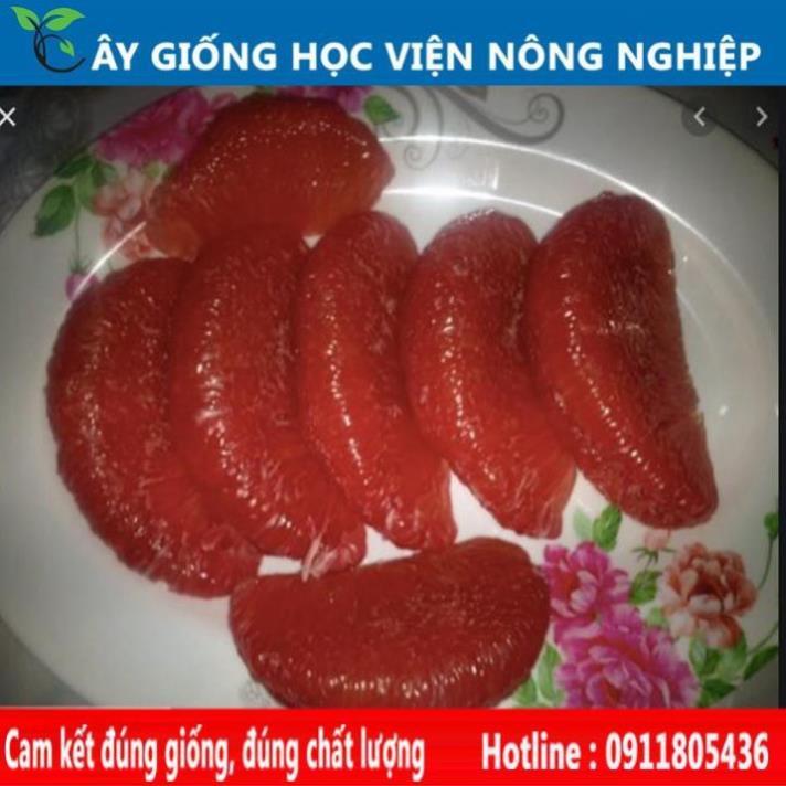 Sản phẩm Cây Ăn Trái cây giống bưởi luận văn , bưởi tiến vua vỏ đỏ ruột đỏ