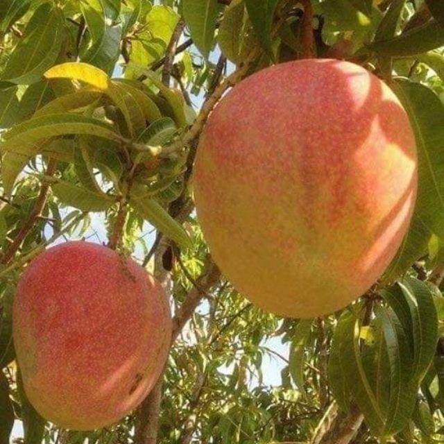 CÂY GIỐNG XOÀI ÚC