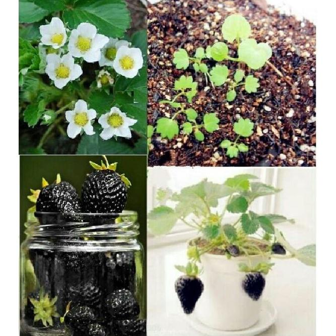 Hạt giống dâu tây đen chịu nhiệt KNS3439 - Gói 100 hạt