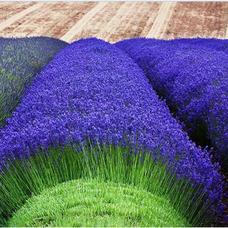 Hạt Giống Hoa Oải Hương tím ( Lavender) 100 hạt/gói